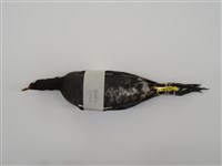 藏品(紅冠水雞)的圖片